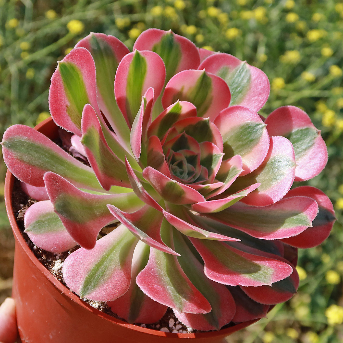 succulent witch Shop 'Aeonium Pink Witch' For Sale