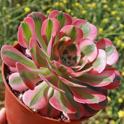 pink witch succulent near me Aeonium Pink Witch 1 Gal