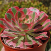 Aeonium Pink Witch