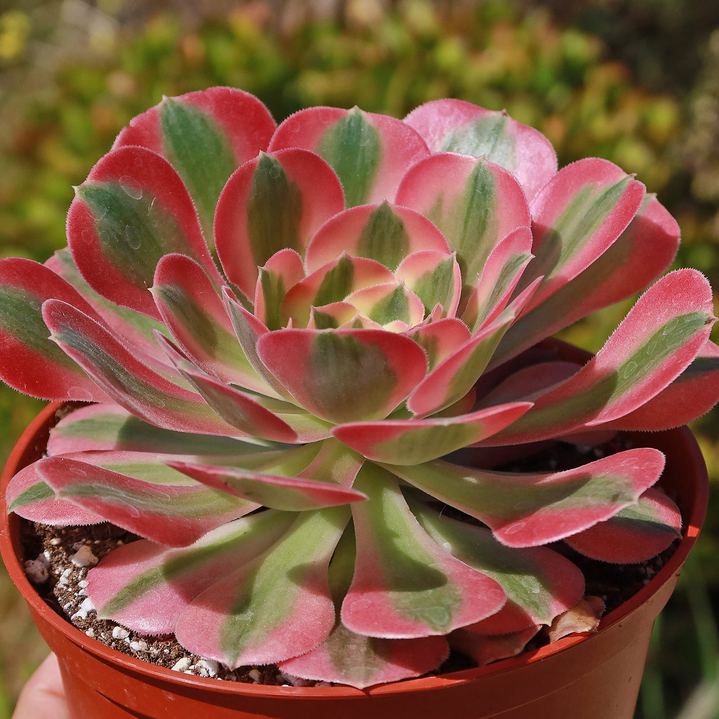 succulent plant with pink leaves Shop 'Aeonium Pink Witch' For Sale