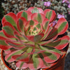 Aeonium Pink Witch