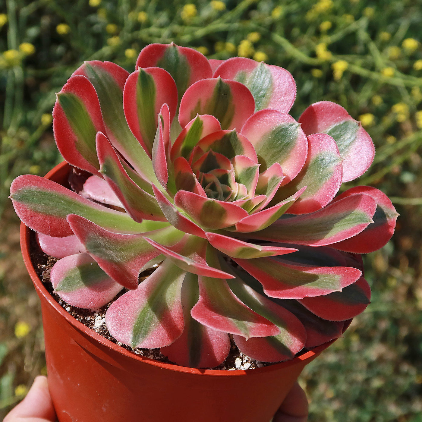 pink purple succulent plant Aeonium Pink Witch 1 Gal