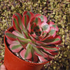 Aeonium Pink Witch