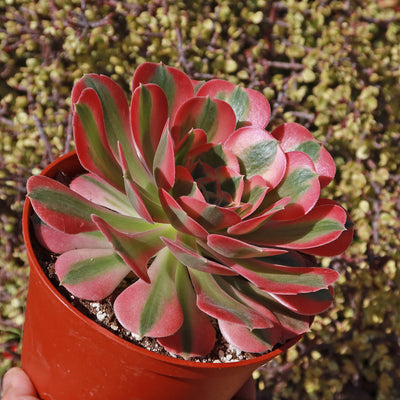 pink witch succulent near me Aeonium Pink Witch 1 Gal