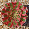 Aeonium Pink Witch