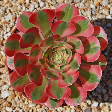light green and pink succulent Aeonium Pink Witch