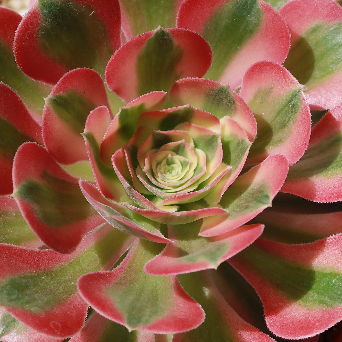 succulent witch Shop 'Aeonium Pink Witch' For Sale