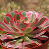 Aeonium Pink Witch