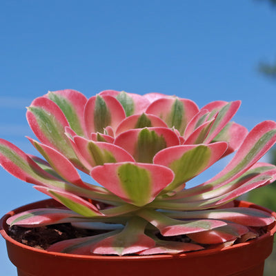 Aeonium Pink Witch