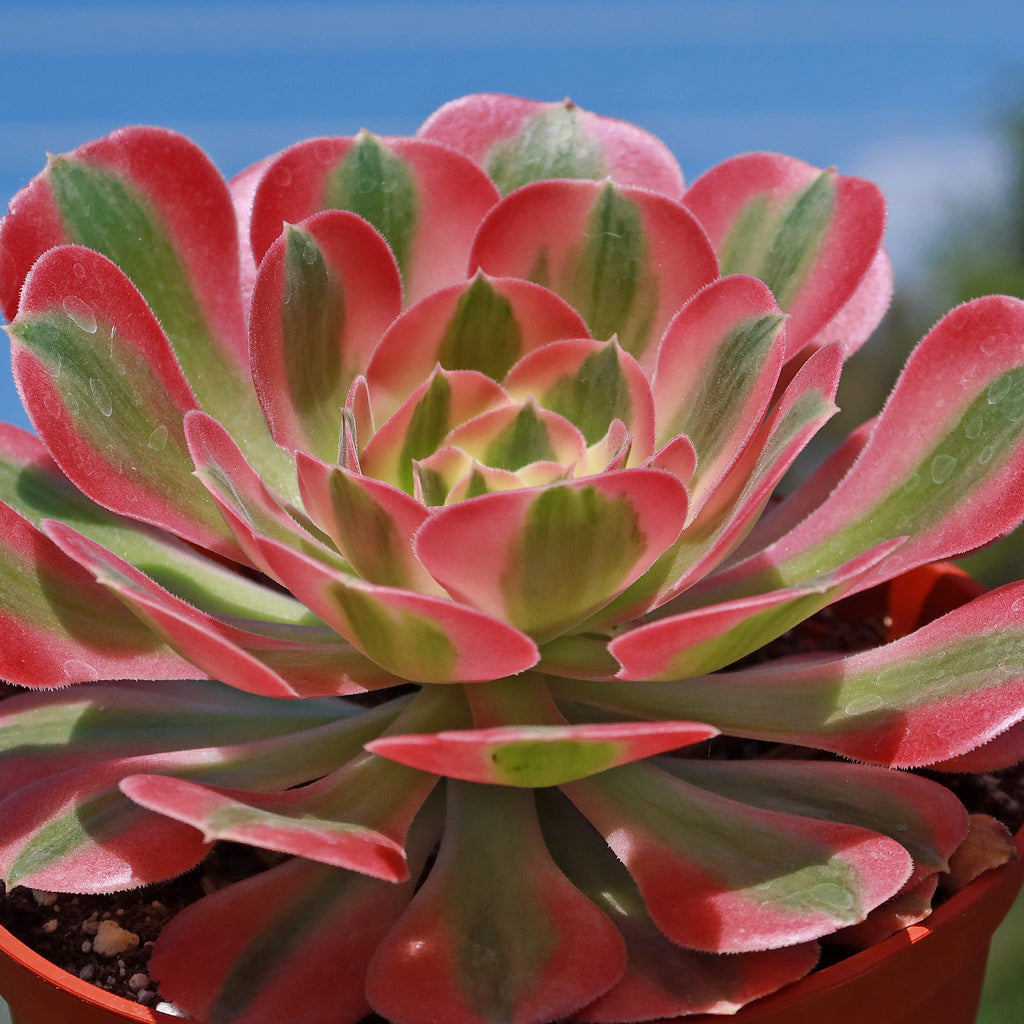 Aeonium Pink Witch