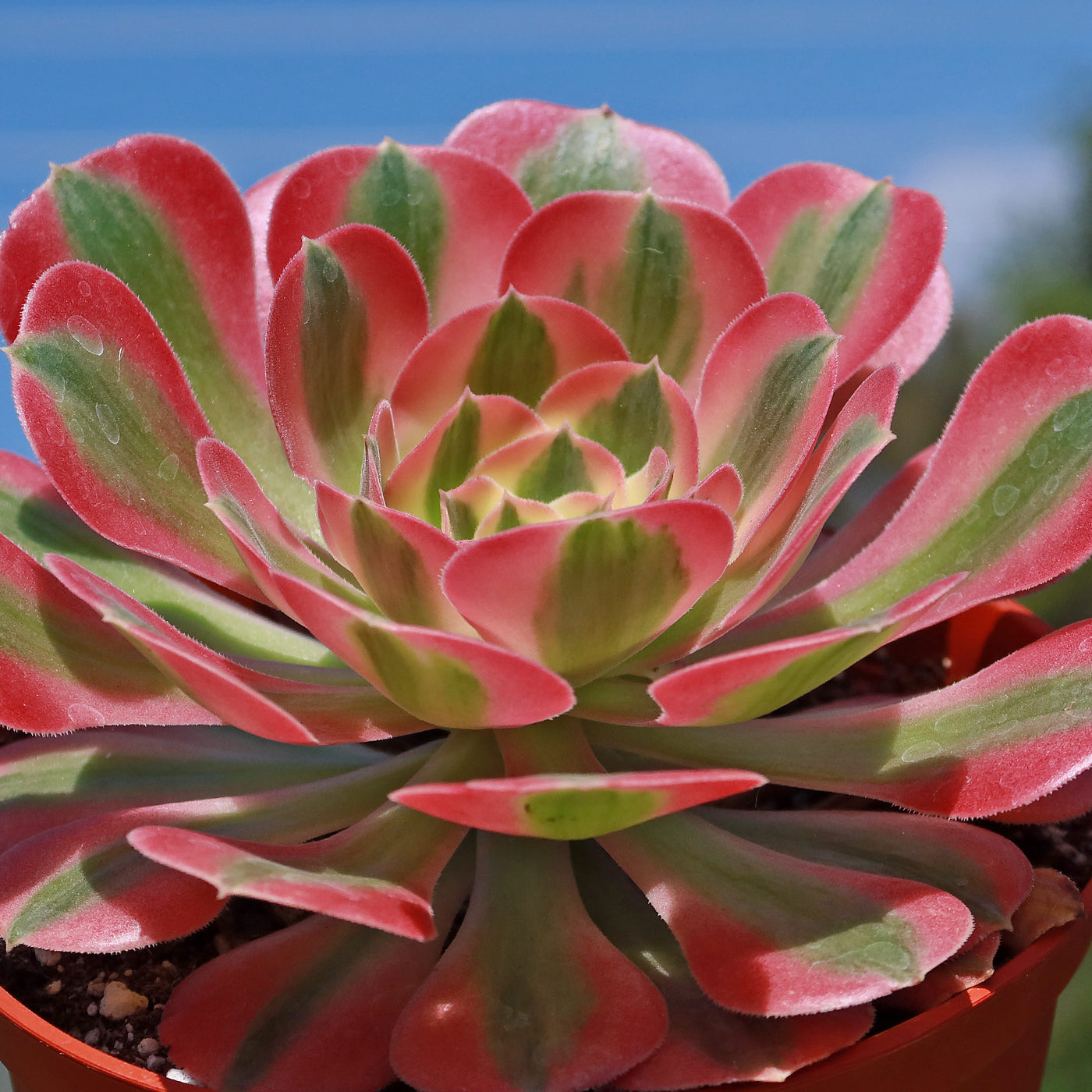 pink witch succulent nearby Aeonium Pink Witch