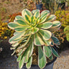 Aeonium sunburst