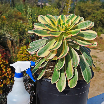 Aeonium sunburst