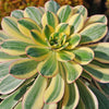 Aeonium sunburst