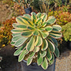 Aeonium sunburst