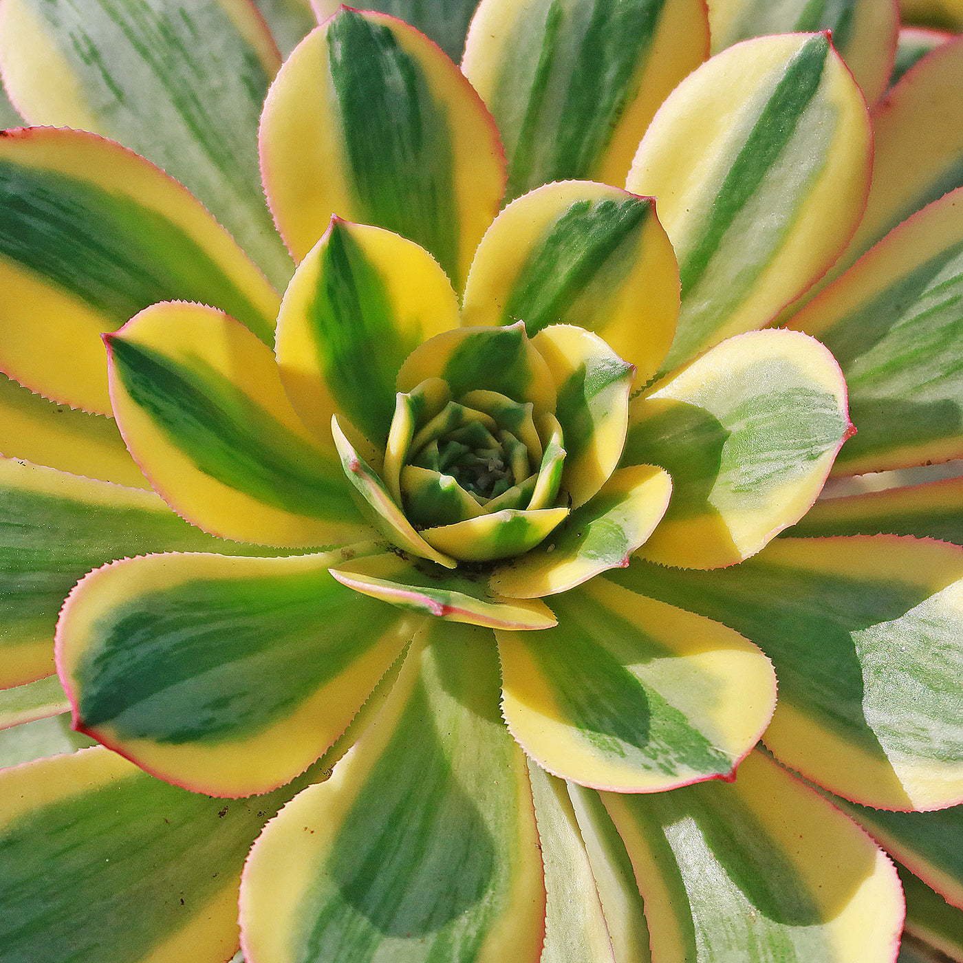 Aeonium sunburst