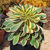 Aeonium sunburst