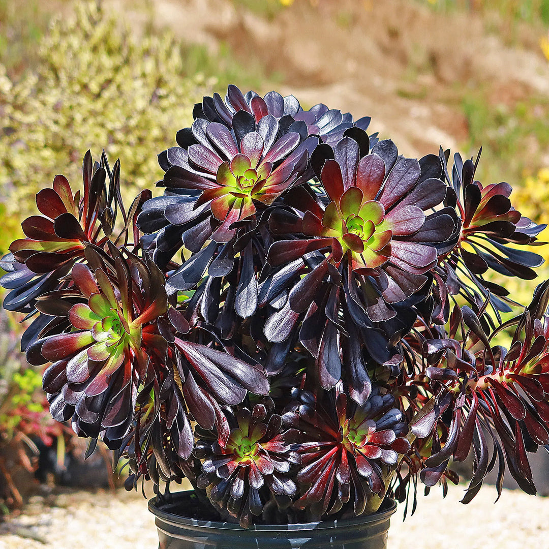 Live plant succulent Aeonium Mardi online Gras crested