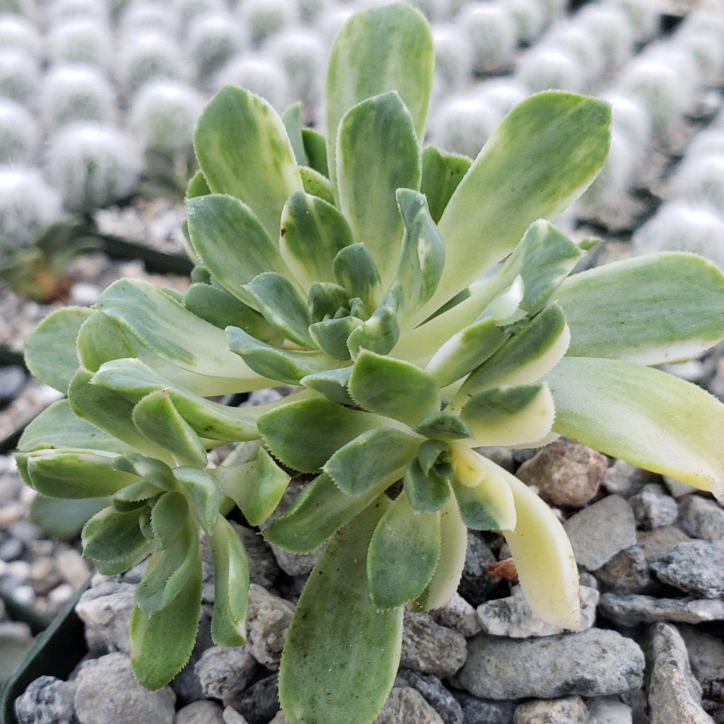 Aeonium castello paivae variegata Suncup