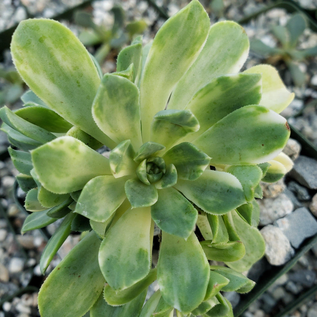 Aeonium castello paivae variegata Suncup