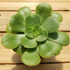 Aeonium gomerense