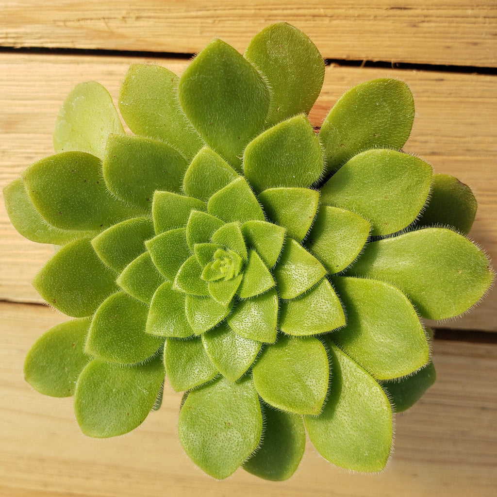 Aeonium pseudotabuliforme Green Platters