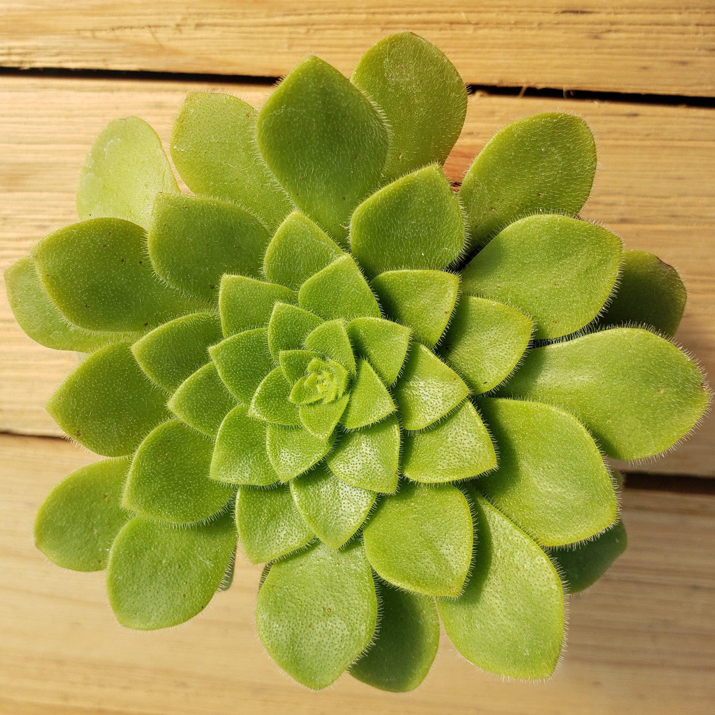 green platters succulent Buy Aeonium Pseudotabuliforme Green Platters Succulent