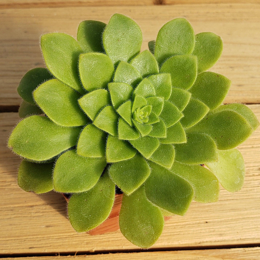 Aeonium pseudotabuliforme Green Platters
