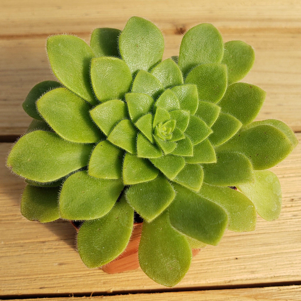 Aeonium pseudotabuliforme Green Platters