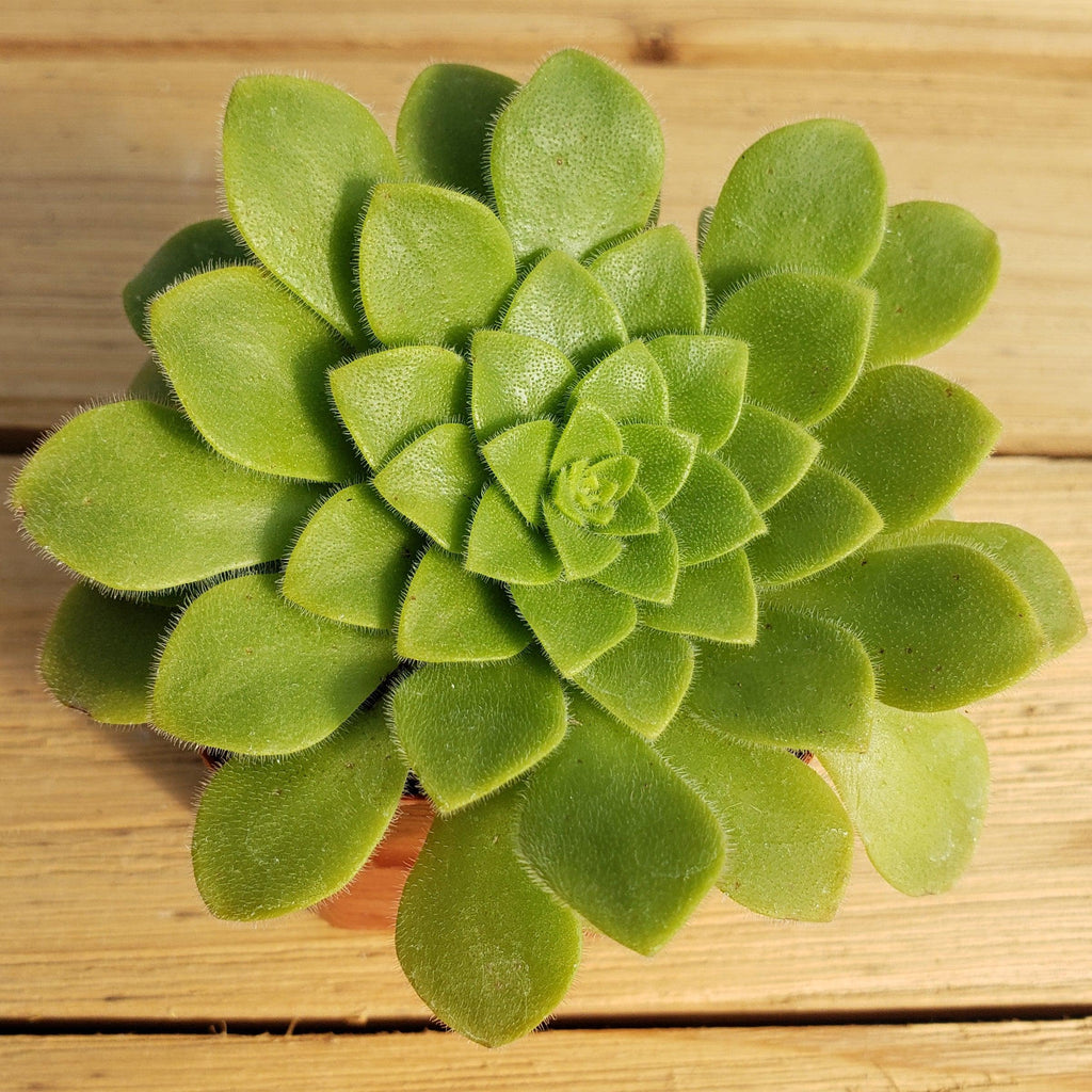 Aeonium pseudotabuliforme Green Platters