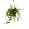 Lipstick Plant &