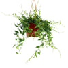 Lipstick Plant &