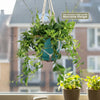 Lipstick Plant &