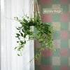 Lipstick Plant &