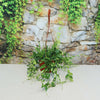 Lipstick Plant &