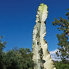 Variegated African Candelabra - Euphorbia ammak variegata