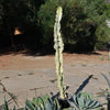 Variegated African Candelabra - Euphorbia ammak variegata