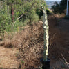 Variegated African Candelabra - Euphorbia ammak variegata