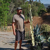 Variegated African Candelabra - Euphorbia ammak variegata