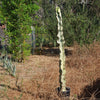 Variegated African Candelabra - Euphorbia ammak variegata