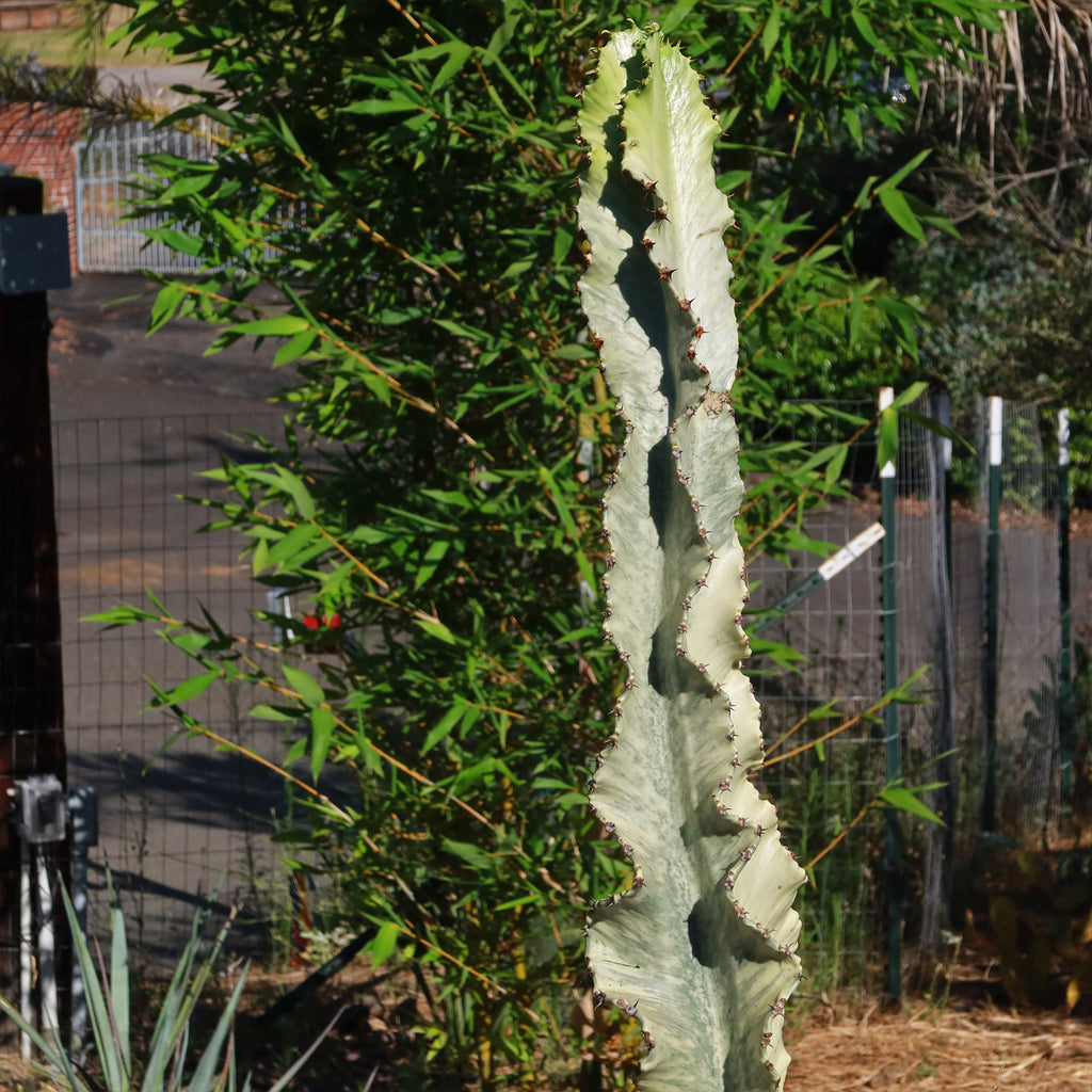Variegated African Candelabra - Euphorbia ammak variegata