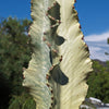 Variegated African Candelabra - Euphorbia ammak variegata