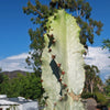 Variegated African Candelabra - Euphorbia ammak variegata