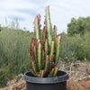 African Milk Tree - Euphorbia trigona &