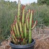 African Milk Tree - Euphorbia trigona &