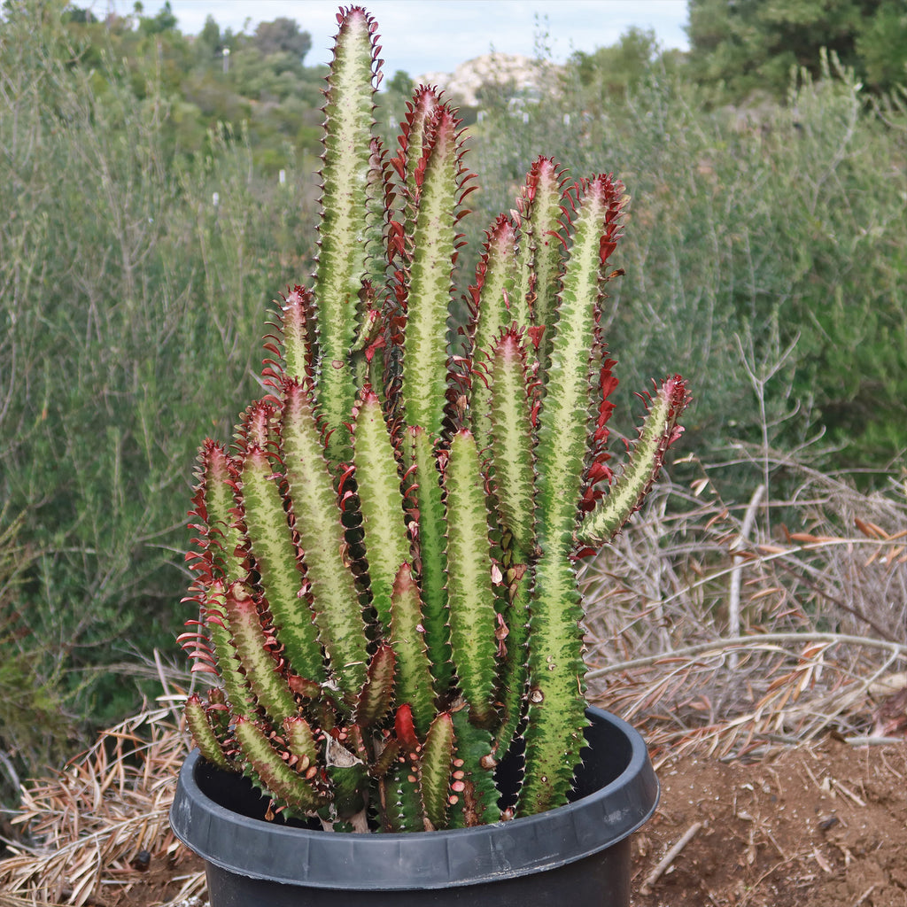 African Milk Tree - Euphorbia trigona &