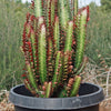 African Milk Tree - Euphorbia trigona &