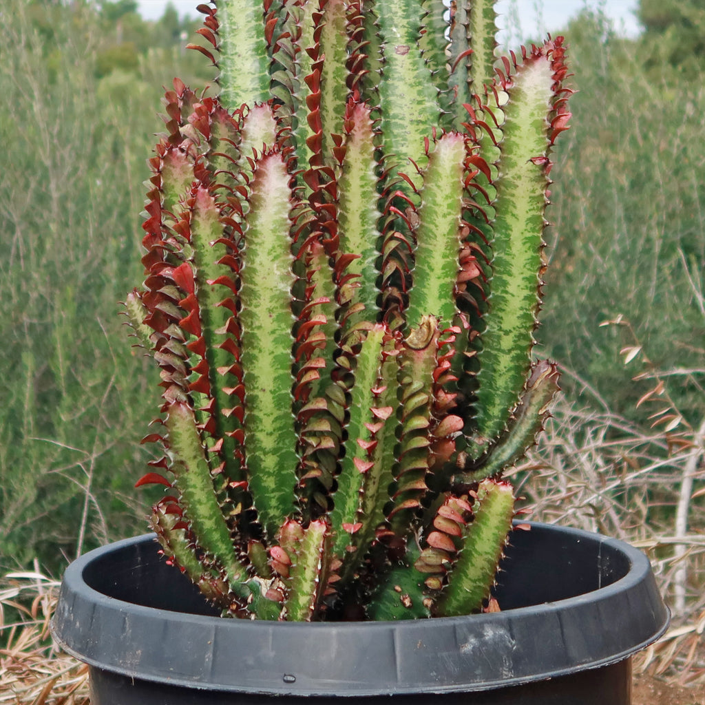 African Milk Tree - Euphorbia trigona &