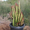 African Milk Tree - Euphorbia trigona &