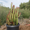 African Milk Tree - Euphorbia trigona &